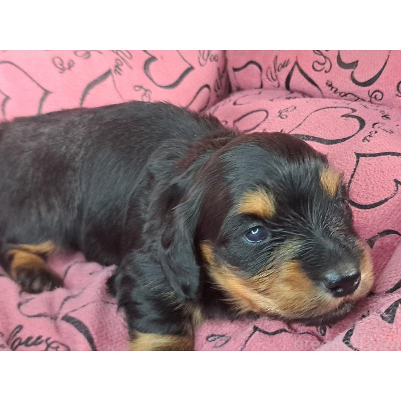 販売中の愛知県のミニチュアダックスフンド(ロングヘアード)-440447の4枚目