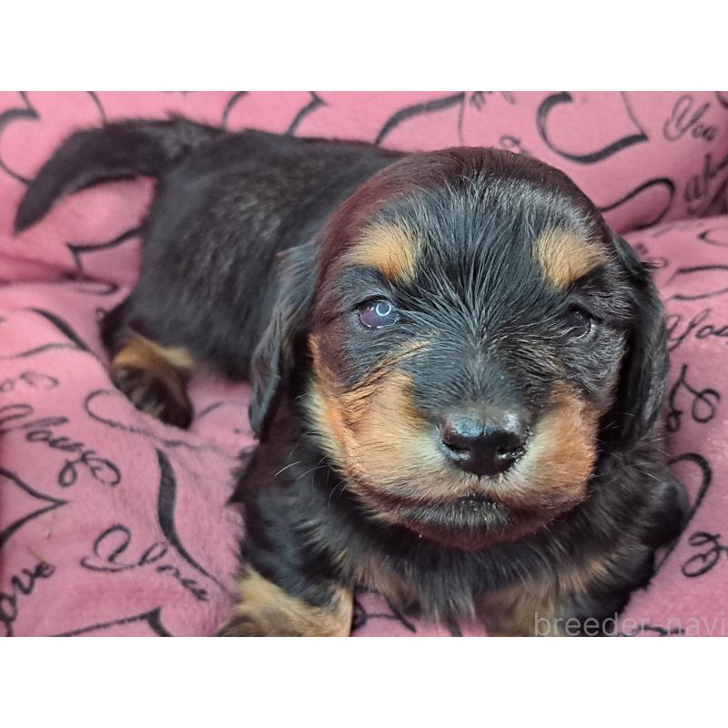 販売中の愛知県のミニチュアダックスフンド(ロングヘアード)-440447の3枚目