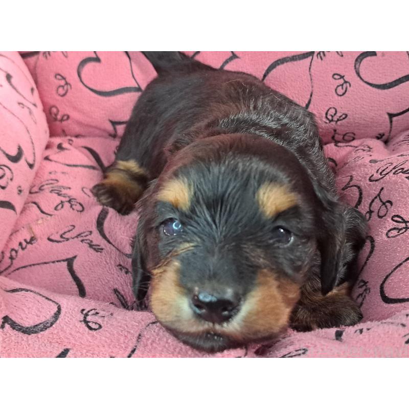 販売中の愛知県のミニチュアダックスフンド(ロングヘアード)-440447の2枚目