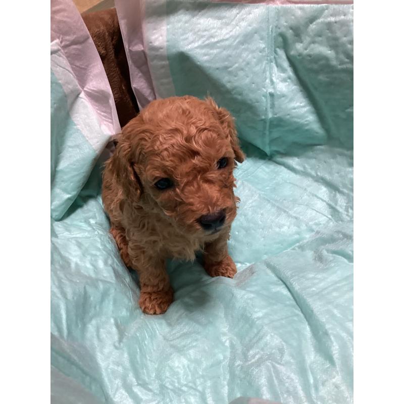 販売中の宮城県のトイプードル-440448の5枚目