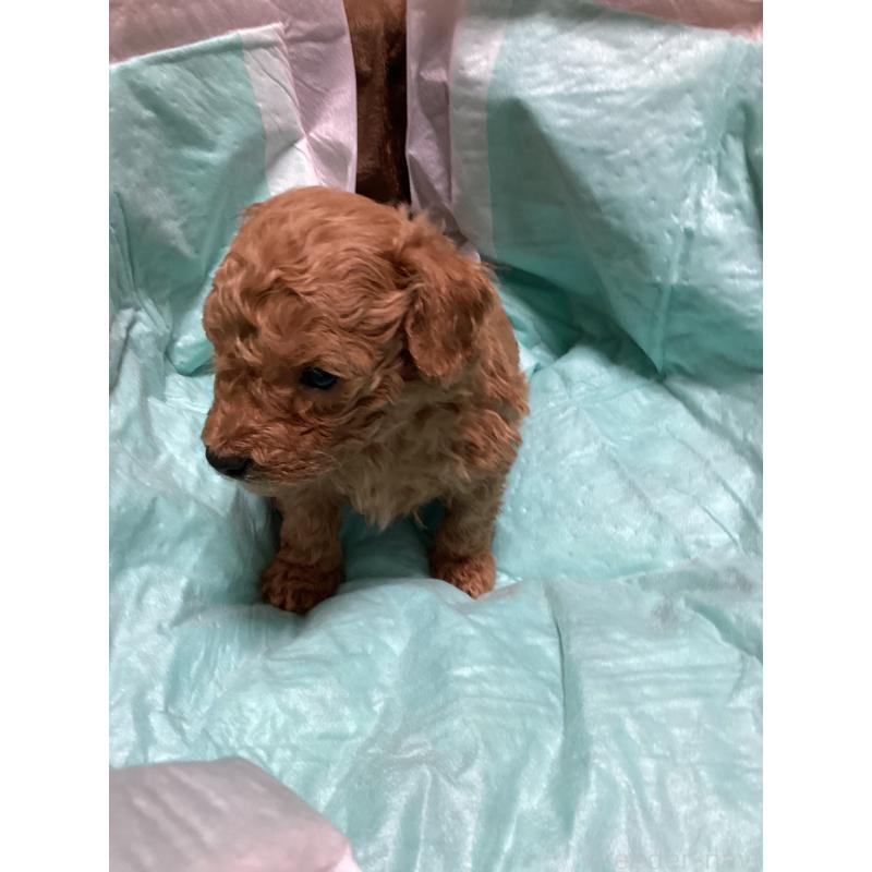 販売中の宮城県のトイプードル-440448の4枚目