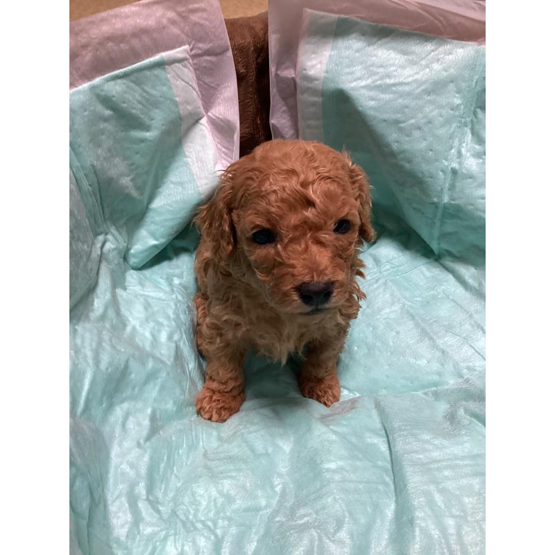 販売中の宮城県のトイプードル-440448の3枚目