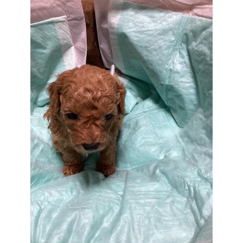 販売中の宮城県のトイプードル-440448の2枚目