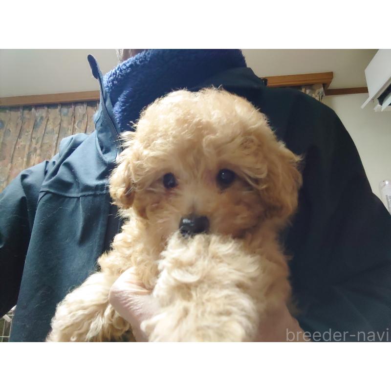 販売中の福岡県のトイプードル-440452の4枚目