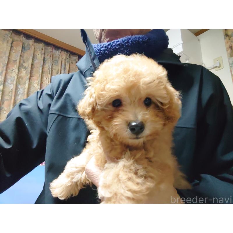 販売中の福岡県のトイプードル-440452の3枚目