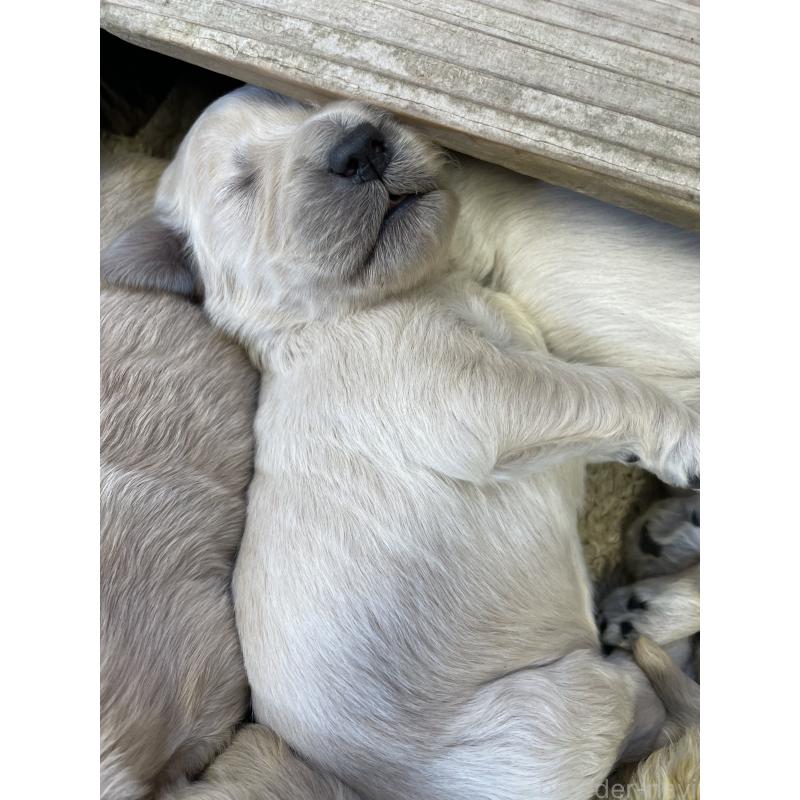 販売中の栃木県のゴールデンドゥードル:ゴールデンレトリーバー×プードル-439383の7枚目