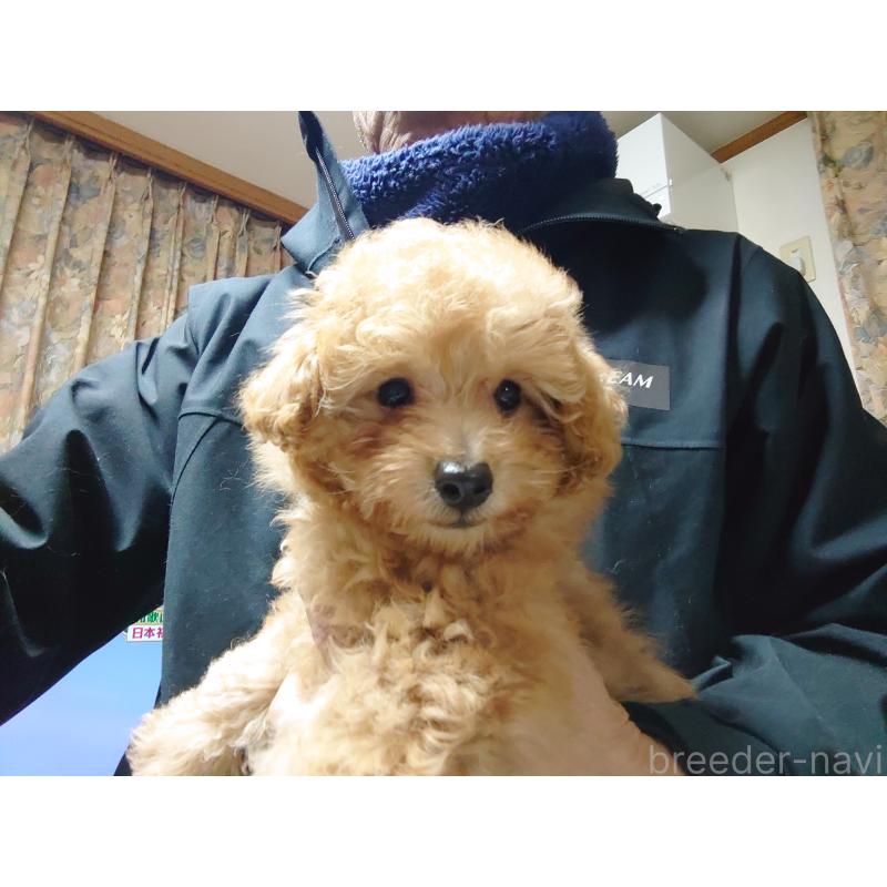 販売中の福岡県のトイプードル-440452の2枚目