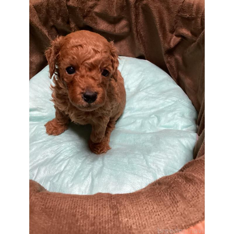 販売中の宮城県のトイプードル-440449の8枚目