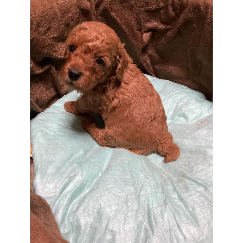 販売中の宮城県のトイプードル-440449の7枚目