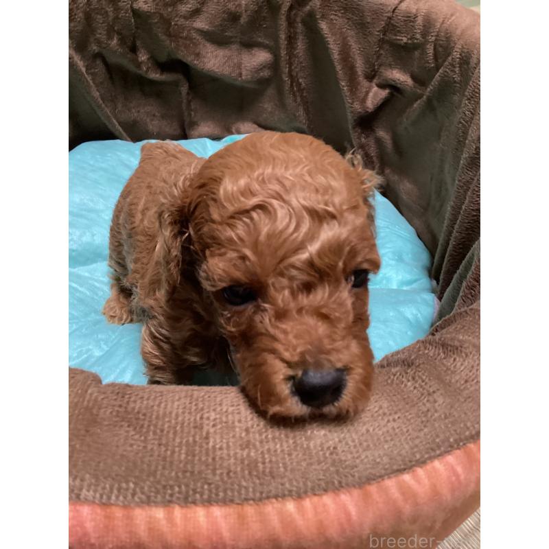 販売中の宮城県のトイプードル-440449の6枚目