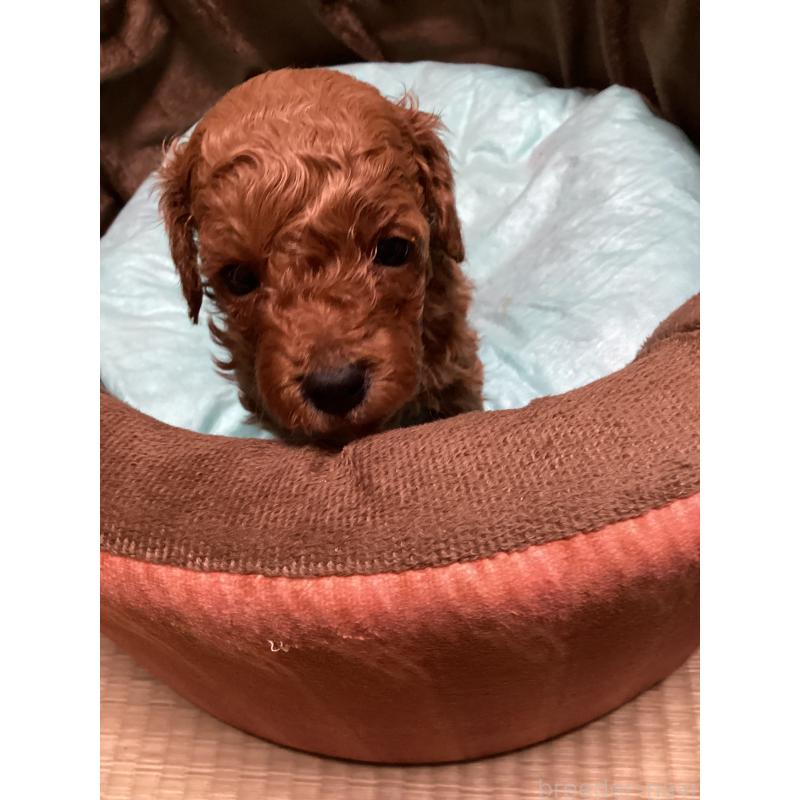 販売中の宮城県のトイプードル-440449の5枚目