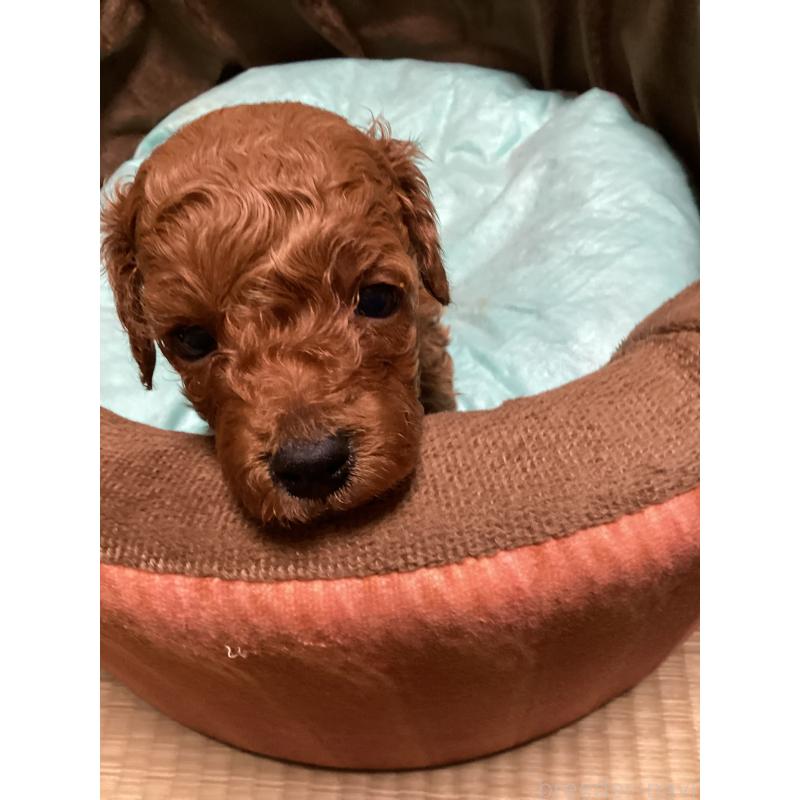 販売中の宮城県のトイプードル-440449の4枚目