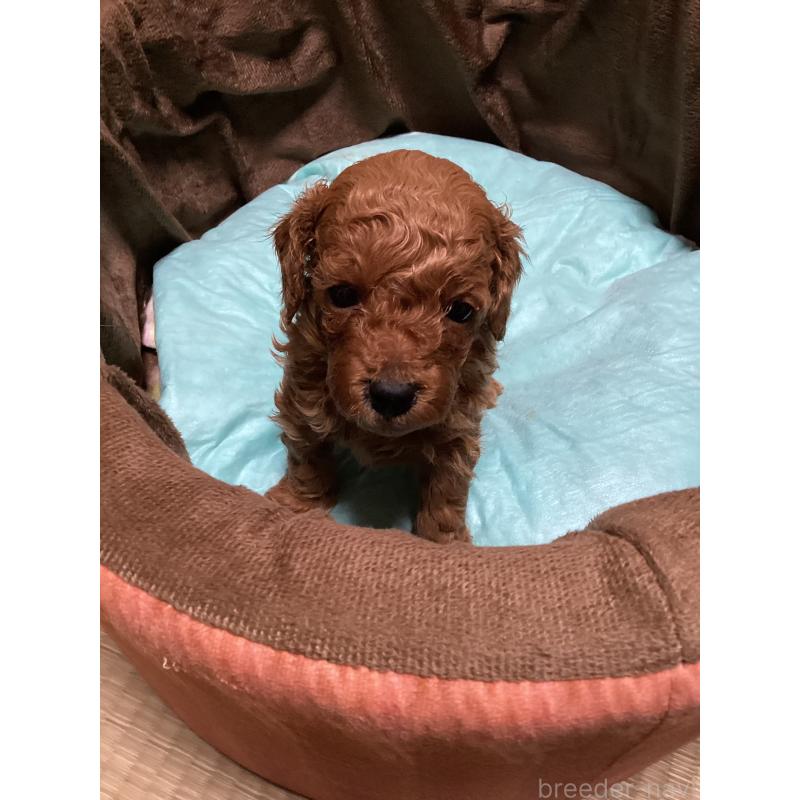 販売中の宮城県のトイプードル-440449の3枚目