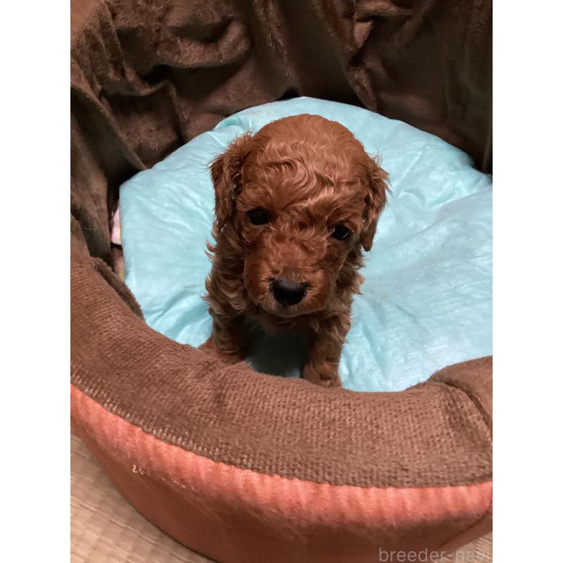 販売中の宮城県のトイプードル-440449の2枚目