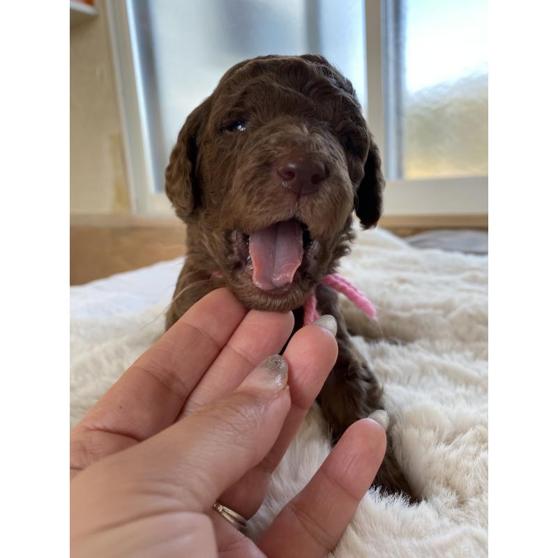 販売中の茨城県のスタンダードプードル-440450の6枚目