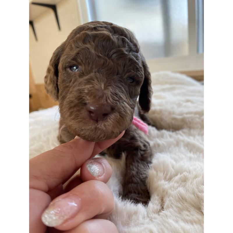 販売中の茨城県のスタンダードプードル-440450の5枚目