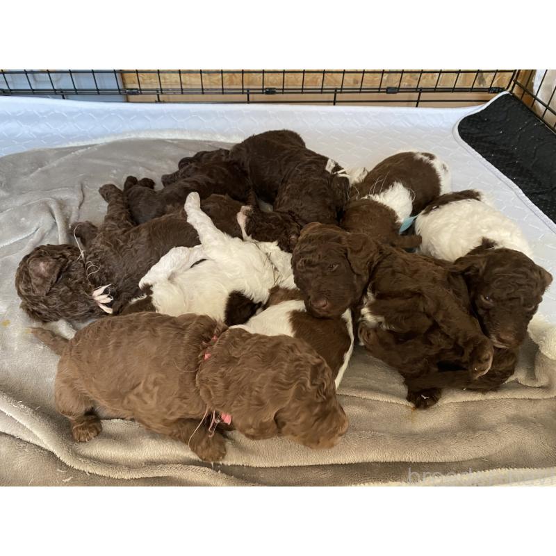 販売中の茨城県のスタンダードプードル-440450の4枚目