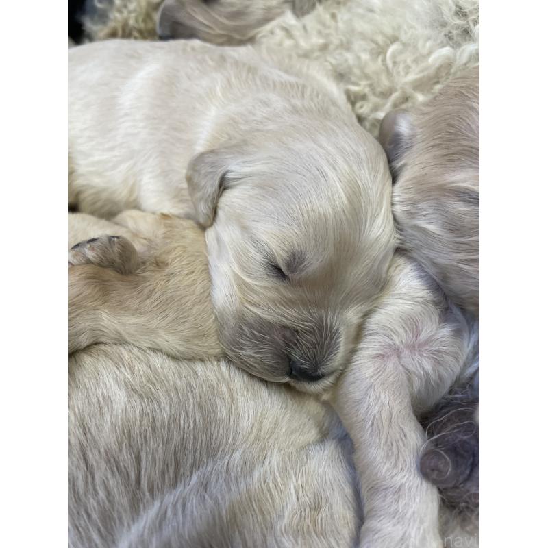 販売中の栃木県のゴールデンドゥードル:ゴールデンレトリーバー×プードル-439379の7枚目