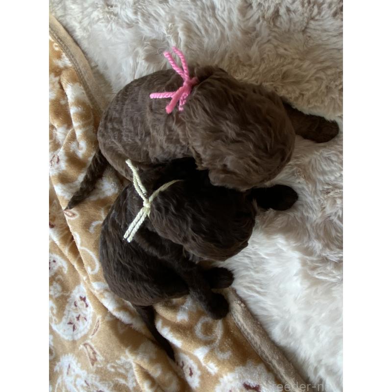 販売中の茨城県のスタンダードプードル-440450の3枚目