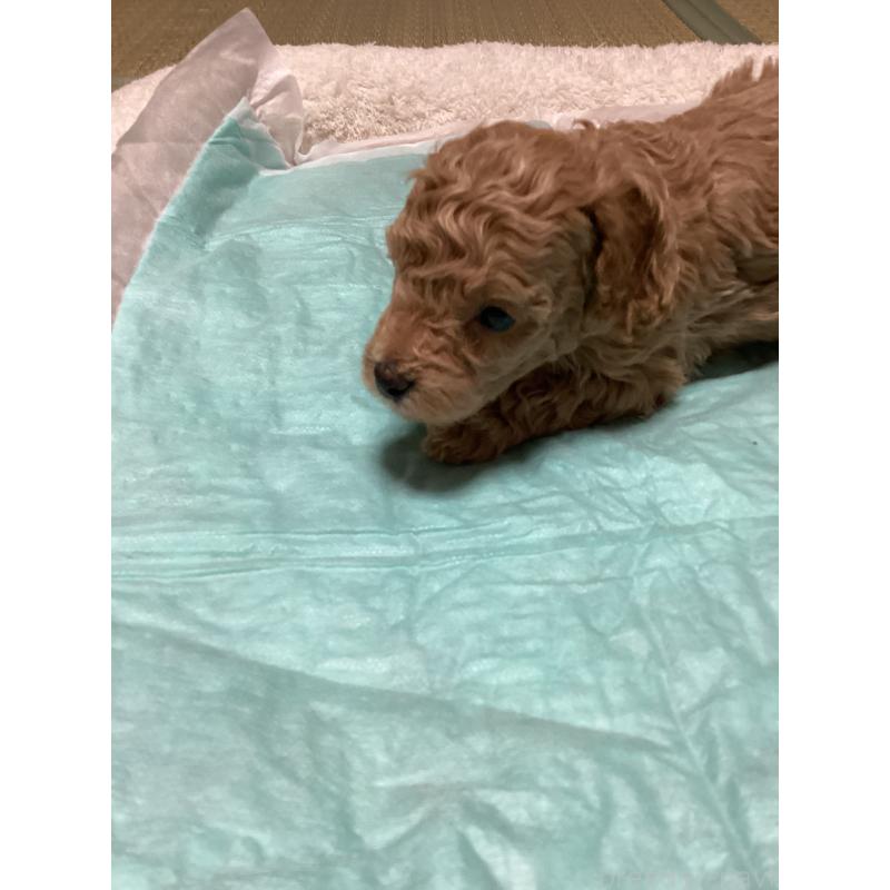 販売中の宮城県のトイプードル-440451の6枚目