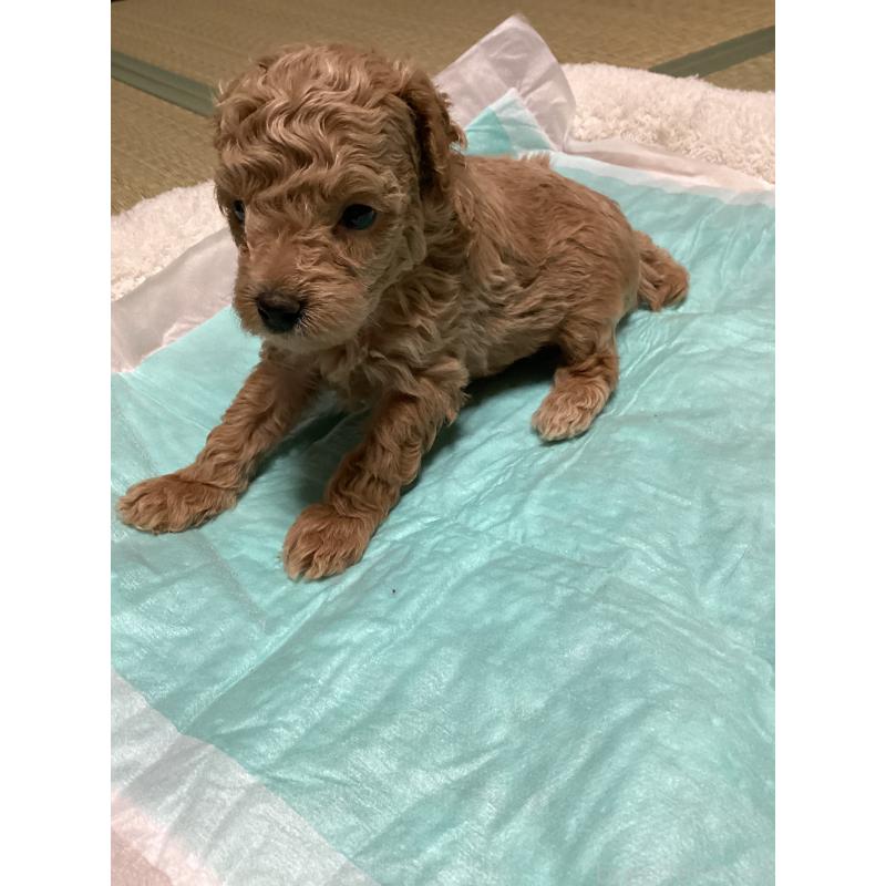 販売中の宮城県のトイプードル-440451の5枚目