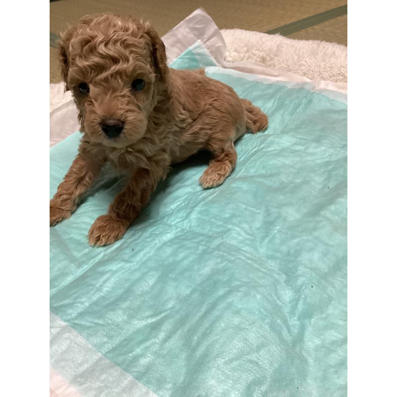 販売中の宮城県のトイプードル-440451の4枚目