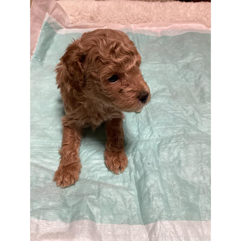 販売中の宮城県のトイプードル-440451の3枚目