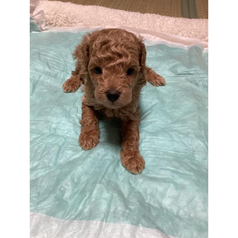 販売中の宮城県のトイプードル-440451の2枚目