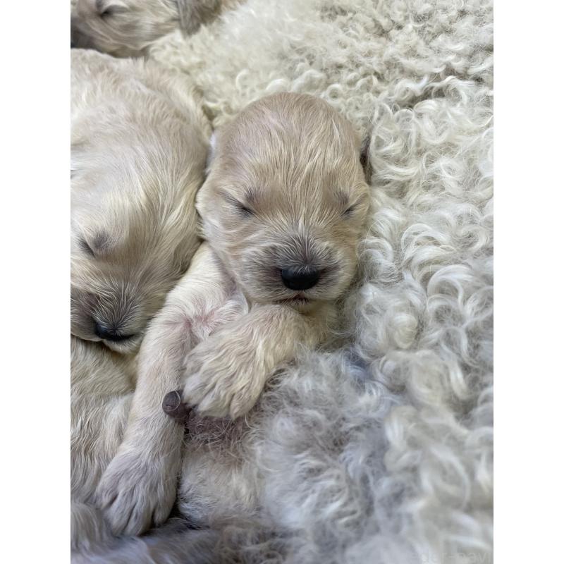 商談中の栃木県のゴールデンドゥードル:ゴールデンレトリーバー×プードル-439378の8枚目