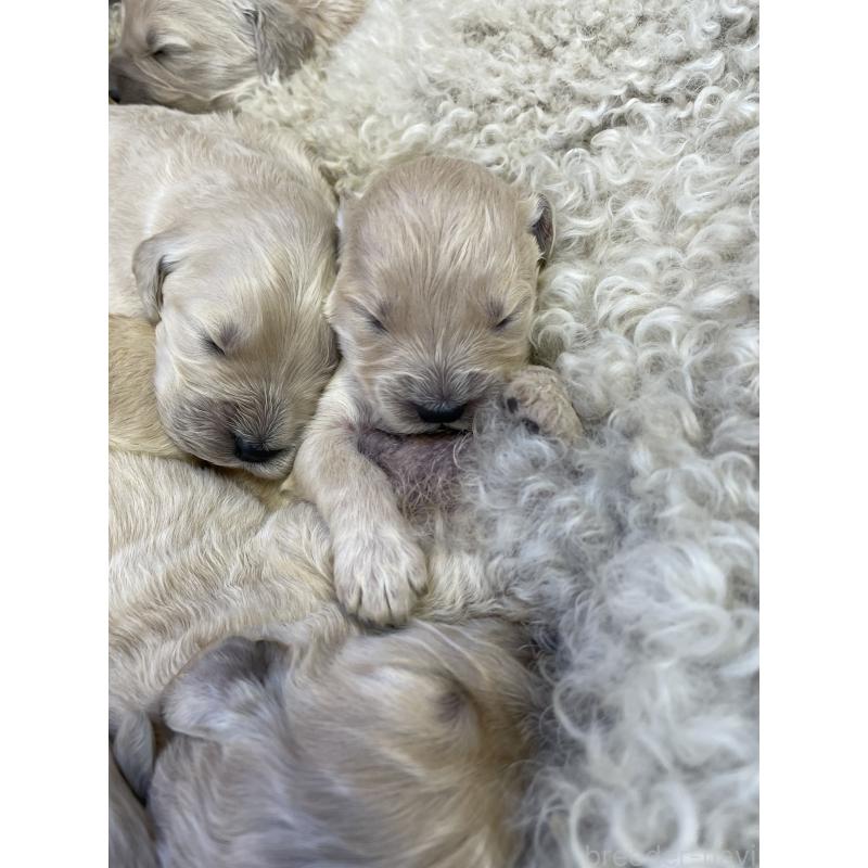 成約済の栃木県のゴールデンドゥードル:ゴールデンレトリーバー×プードル-439277の6枚目