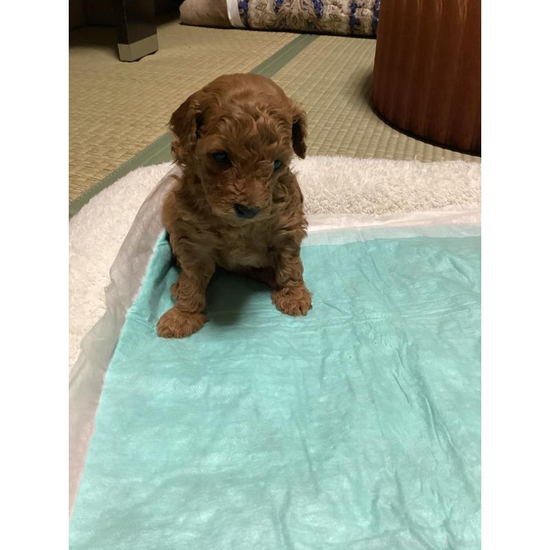 販売中の宮城県のトイプードル-440453の5枚目