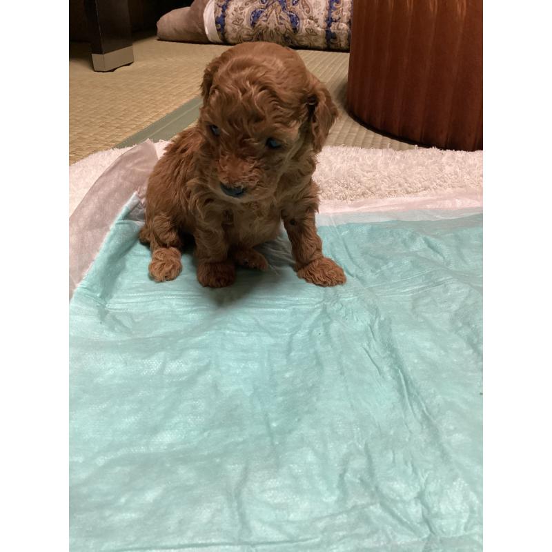 販売中の宮城県のトイプードル-440453の4枚目