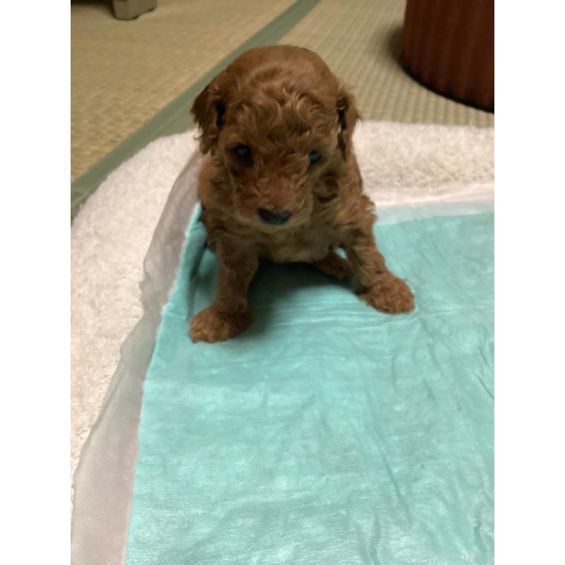 販売中の宮城県のトイプードル-440453の3枚目