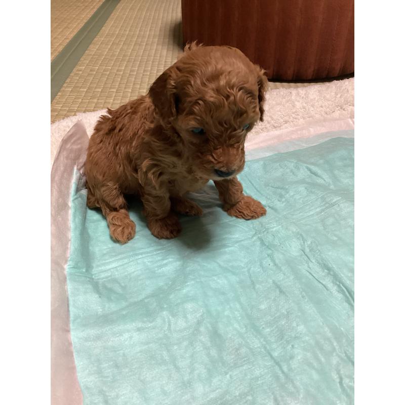 販売中の宮城県のトイプードル-440453の2枚目