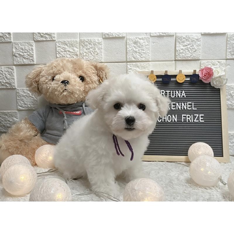 販売中の福岡県のビションフリーゼ-432946の4枚目