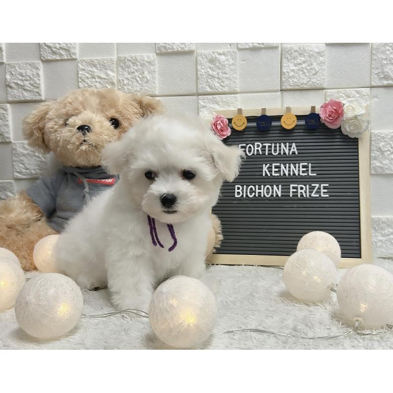 販売中の福岡県のビションフリーゼ-432946の3枚目