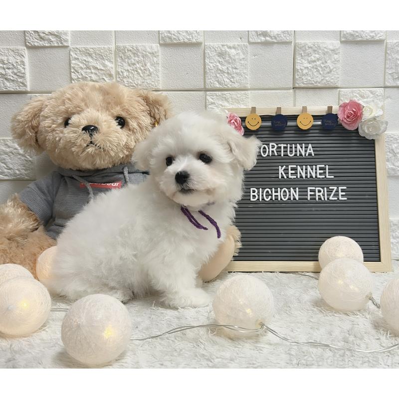 販売中の福岡県のビションフリーゼ-432946の2枚目