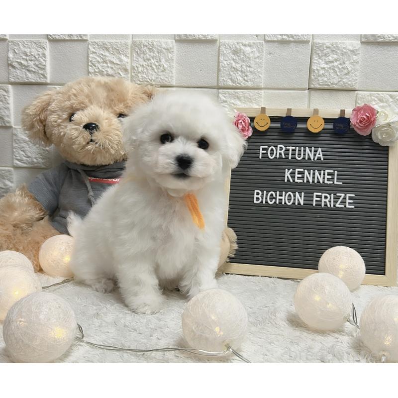 販売中の福岡県のビションフリーゼ-438738