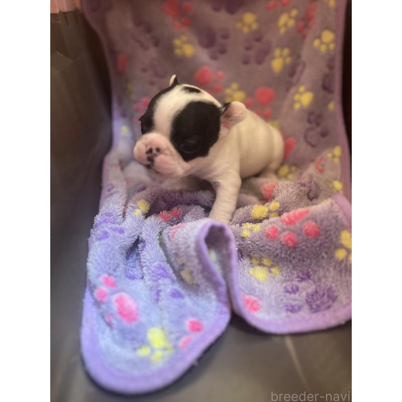 販売中の埼玉県のフレンチブルドッグ-437614の12枚目