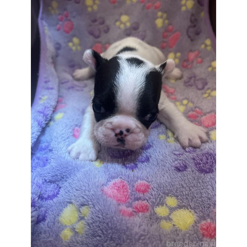 販売中の埼玉県のフレンチブルドッグ-437614の11枚目