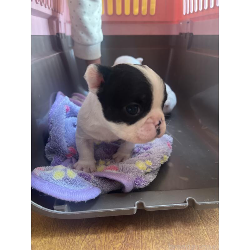 販売中の埼玉県のフレンチブルドッグ-437614の10枚目