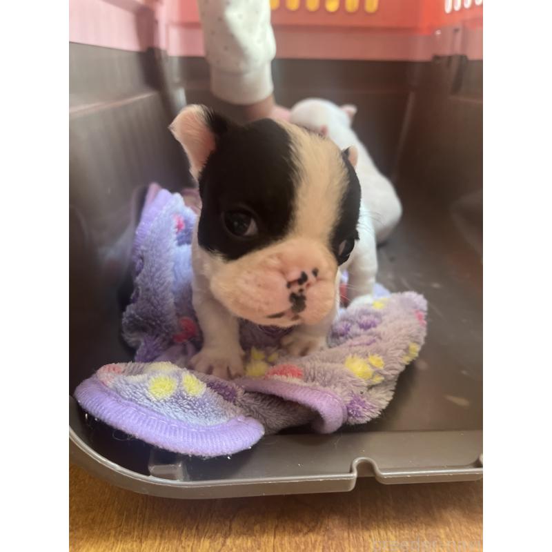 販売中の埼玉県のフレンチブルドッグ-437614の9枚目