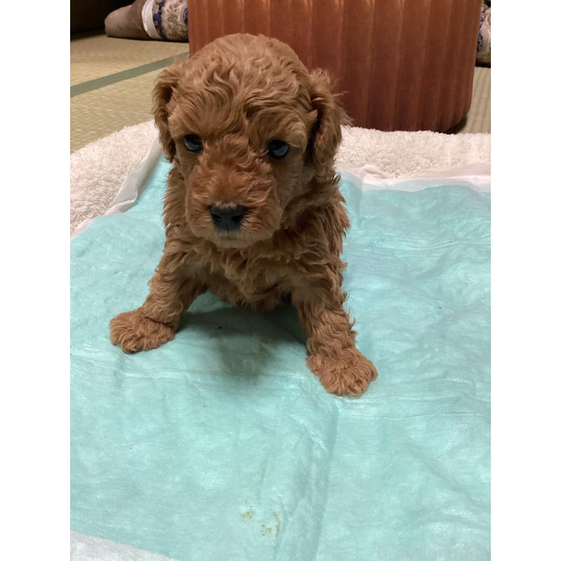 販売中の宮城県のトイプードル-440454の12枚目