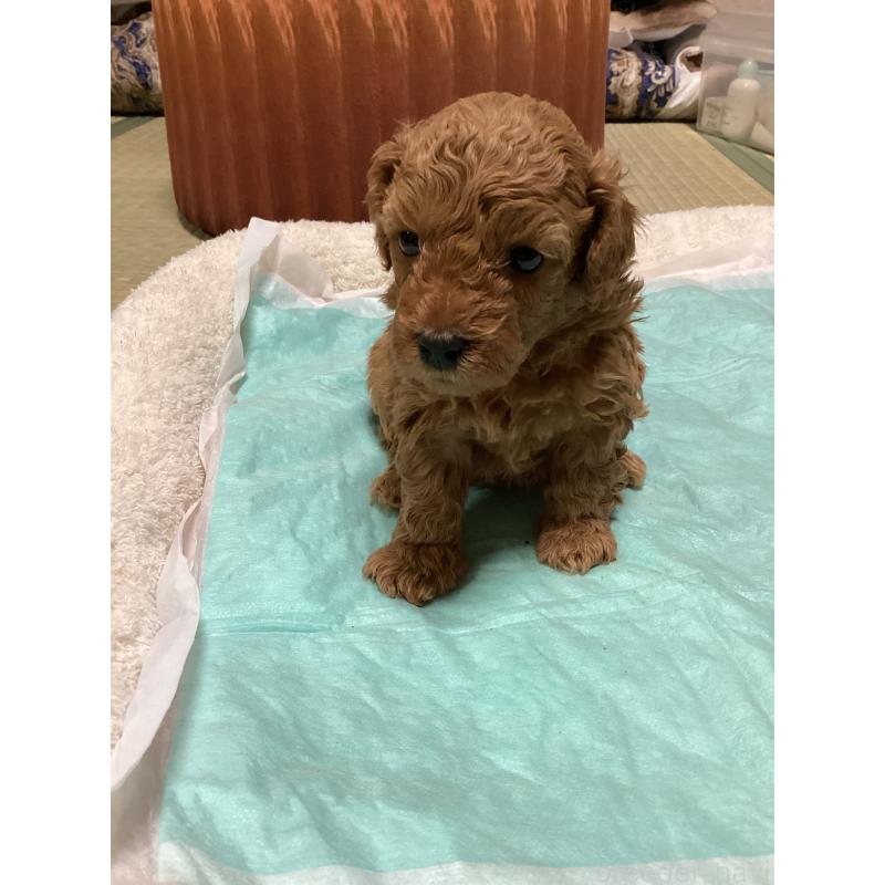 販売中の宮城県のトイプードル-440454の11枚目