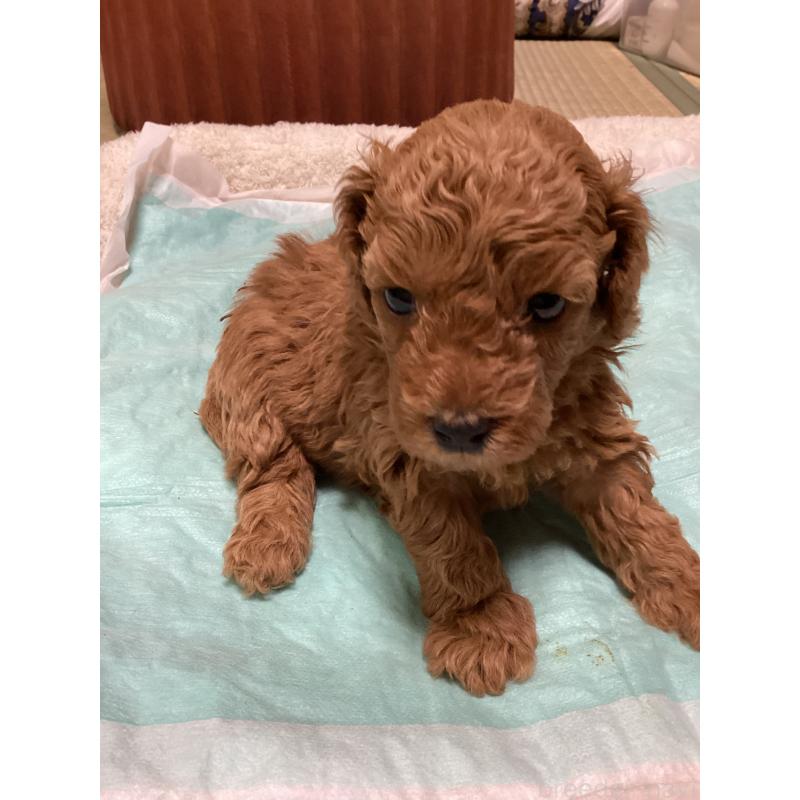 販売中の宮城県のトイプードル-440454の10枚目