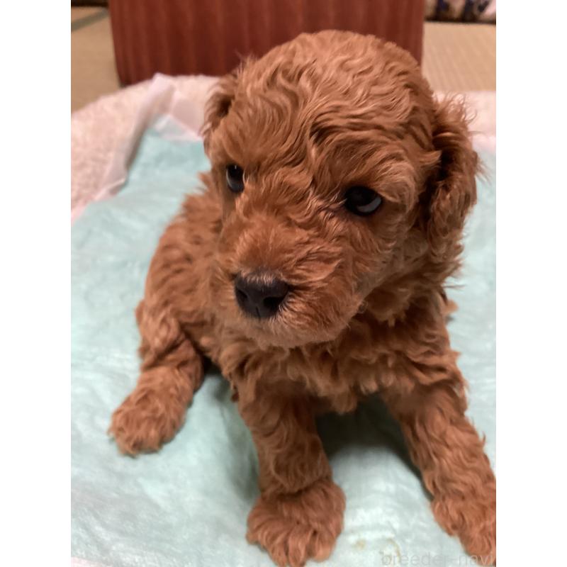 販売中の宮城県のトイプードル-440454の9枚目