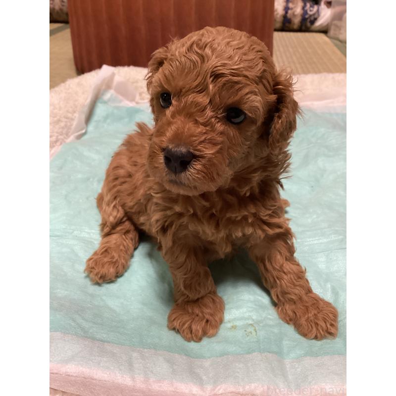 販売中の宮城県のトイプードル-440454の8枚目