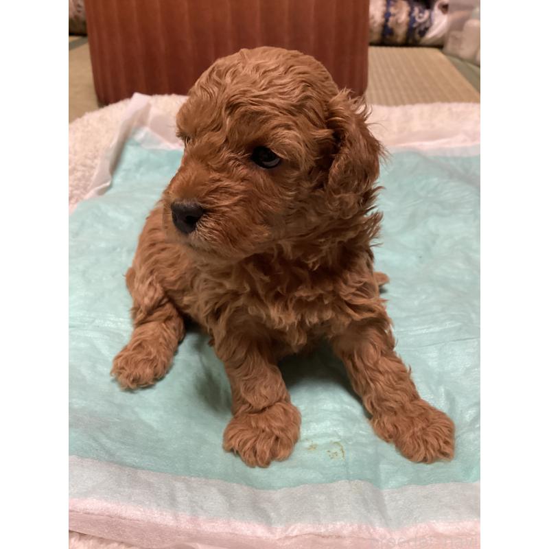 販売中の宮城県のトイプードル-440454の7枚目