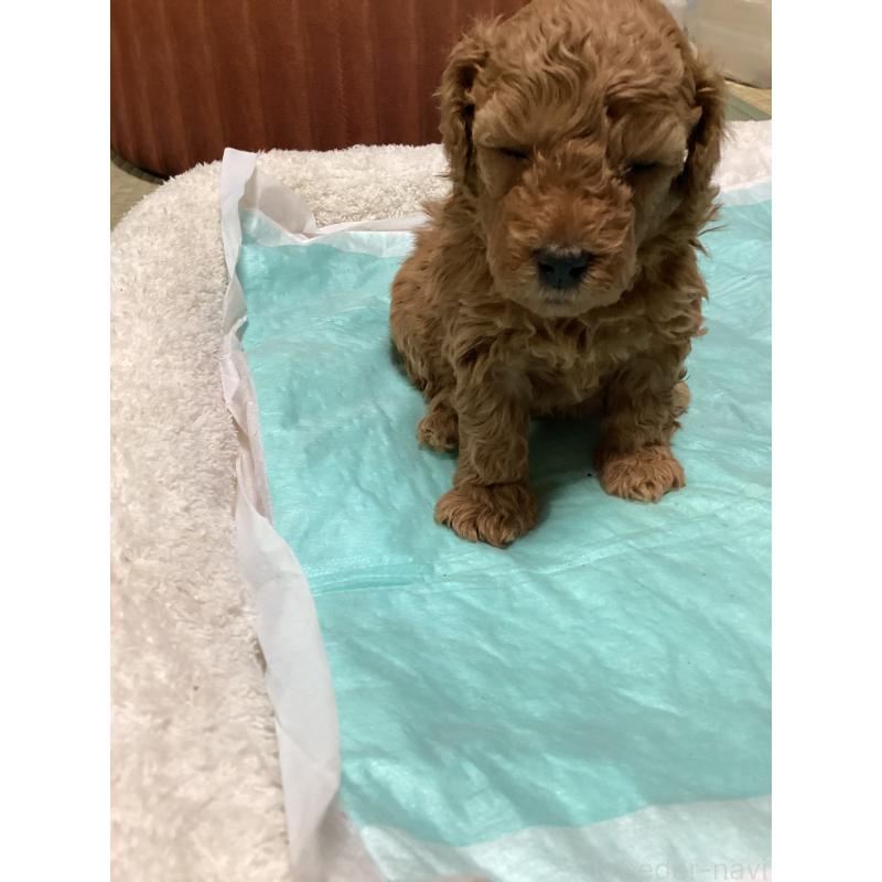 販売中の宮城県のトイプードル-440454の5枚目