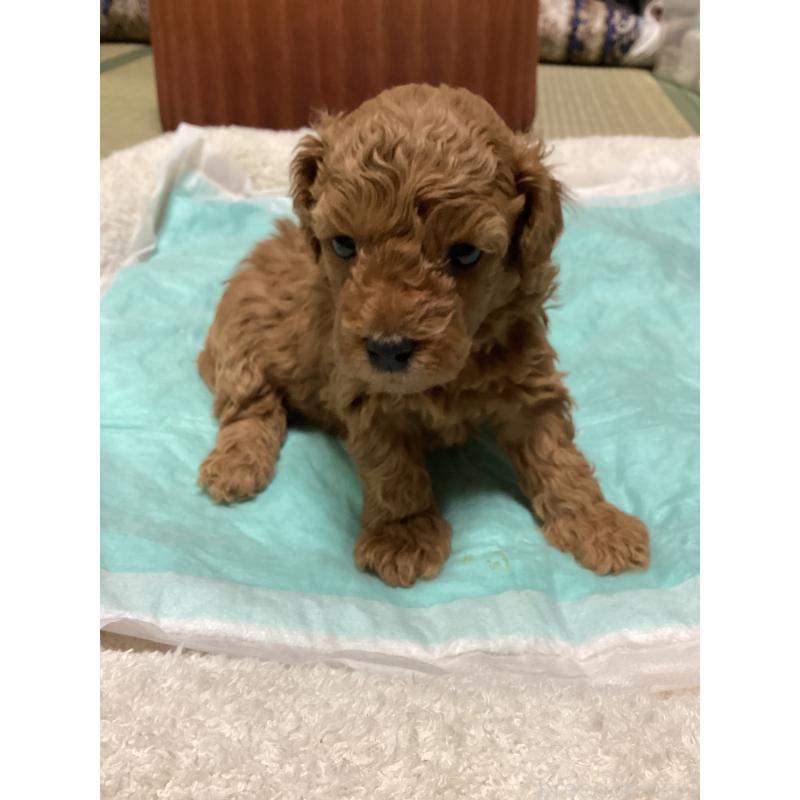 販売中の宮城県のトイプードル-440454の4枚目